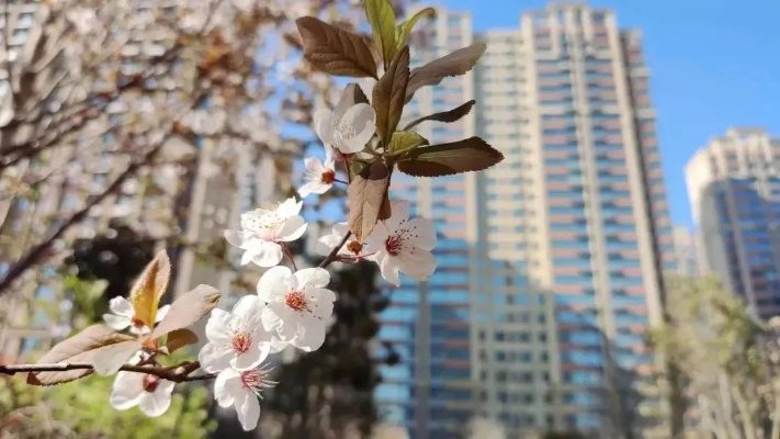 春天直播如何利用直播平台分享春季美景和生活趣事？